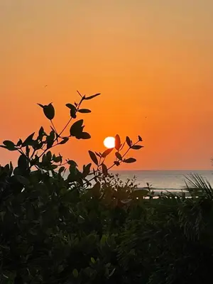 an orange sunset over the ocean with a tree at Ikako beach club in Cartagena de Indias