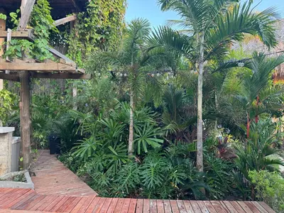 a garden with palm trees and a wooden walkway at COCO SALVAJE Tree House in La Rada
