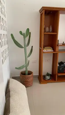 a cactus sitting in a corner of a room at Apartamento Ciudad Jardin Barranquilla in Barranquilla