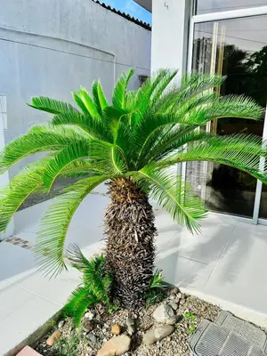 a palm tree in front of a building at Refugio playero - A pasos del Mar in La Siriaca
