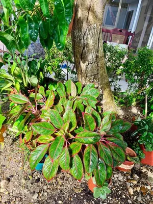 a group of plants in front of a tree at Refugio playero - A pasos del Mar in La Siriaca
