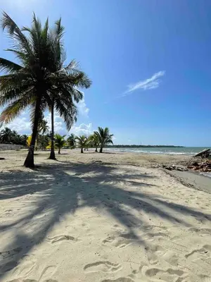 a group of palm trees on a sandy beach at Lovely apartment in front the beach in Coveñas