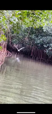 a bird flying over a body of water at Cuatro Palmas Beach House in Cartagena de Indias