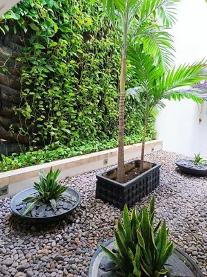 a garden with two palm trees on a gravel ground at Apartamento en Los Morros - Cartagena de Indias in Cartagena de Indias