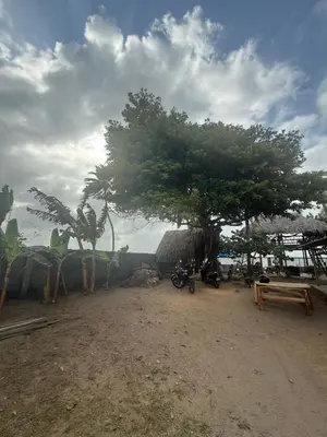 a tree in the middle of a dirt field at Espectacular cabaña frente al mar in Paso Nuevo