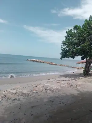 a tree sitting on a beach with the ocean at Cabaña MARDELA Casa de Playa in San Antero