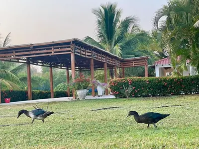 two birds walking in the grass in front of a building at Hacienda Villa Hermelina-Casa Campestre in Turbaco