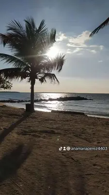 a palm tree on a beach with the ocean at La casa en el Aire in San Antero