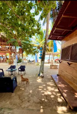 a dog standing on the beach next to a building at Aquarius Diving Club y Cabañas in Rincón