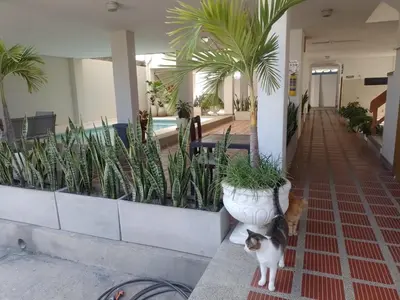 a cat standing next to a pot of plants at Bello Horizonte y CC ZAZUE in Santa Marta