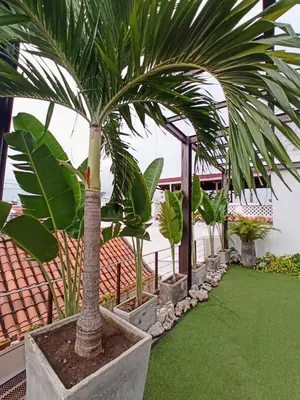 a palm tree in a planter in a yard at Hermoso apartamento con patio privado in Cartagena de Indias