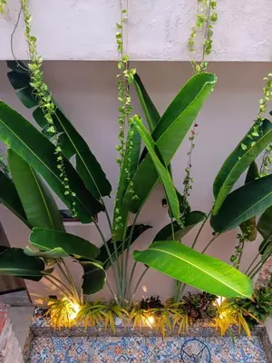 a plant in a pot with lights on it at Hermoso apartamento con patio privado in Cartagena de Indias