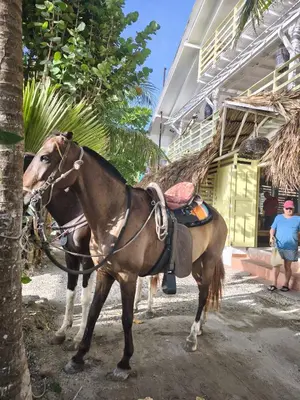 a brown horse standing next to a palm tree at Playa Banana Manzanillo del Mar in Cartagena de Indias