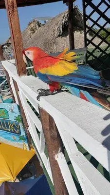 a colorful bird sitting on top of a table at Chiki luki in Baru