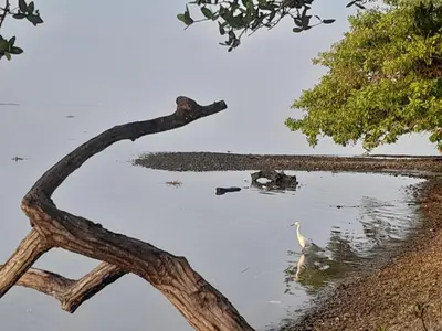 a bird in the water next to a tree at Cabaña Barbacoas in Santa Ana