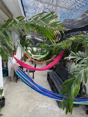 a couple of hammocks in a room with plants at Habitación cerca a la playa 205 in Cartagena de Indias