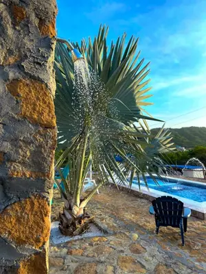 a palm tree next to a swimming pool at Liz&Mar in El Morro
