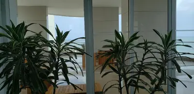 two plants in a room next to a mirror at Palmetto Eliptic Bahia in Cartagena de Indias