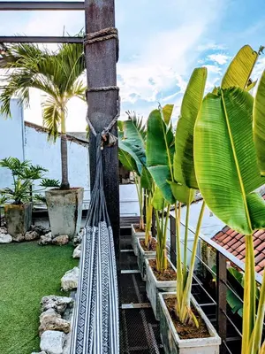 a row of palm trees on a deck with the water at Duplex Colonial Getsemani in Cartagena de Indias
