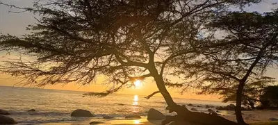 a tree on the beach with the sunset in the background at Apartamento Santa Marta Sector Don Jaca in Simón Bolivar