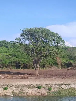 a tree in the middle of a field near the water at Amazing apartment cerca the beach Manzanillo Sector in Cartagena de Indias