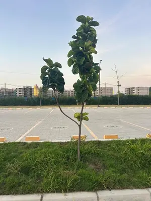 a small tree in the middle of a parking lot at Cartagena 2 Hab con Terraza Privada Playa 12 min Parking in Manzanillo del Mar