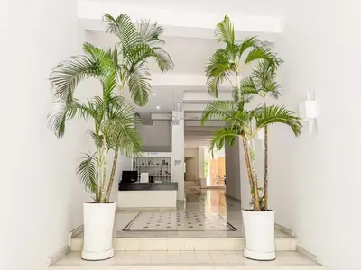 two palm trees in white pots in a hallway at Bohemia home Getsemaní in Cartagena de Indias