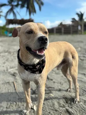 a brown dog wearing a bandana standing on the beach at Casa jaguar frente al mar in San Bernardo del Viento