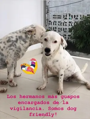 two dogs are standing next to a window at Espectacular casa, vista al mar y piscina privada in Santa Veronica