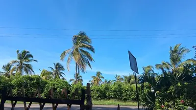 a bench on a street with palm trees in the background at DLuchy Casa Finca Rural cerca al mar in San Bernardo del Viento
