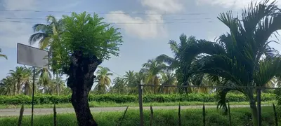a tree in the middle of a road with palm trees at DLuchy Casa Finca Rural cerca al mar in San Bernardo del Viento