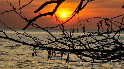 a tree branch with the sunset in the background at Apartamento con vista al mar y acceso a la playa in Santa Marta
