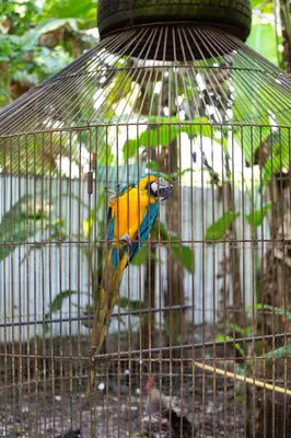a yellow and blue bird sitting in a cage at Hotel Villa Ivel in Turbaco