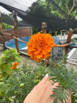 a person holding a orange flower in a garden at Casa Campestre DONDE MAMI ENA in Galapa