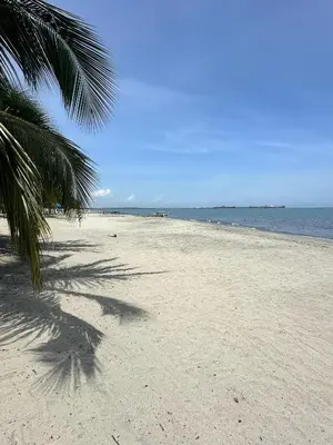 a beach with a palm tree and the ocean at Apartasuite x4 Playa Piscina Jacuzzi Zona Decameron Santa Marta in Santa Marta
