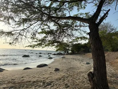 a tree on a sandy beach with the ocean at Apartasuite x4 Playa Piscina Jacuzzi Zona Decameron Santa Marta in Santa Marta