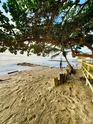 a sandy beach with a tree and the ocean at Playa Virginia Beach House Privada in San Silvestre