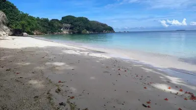 an empty beach with trees and the ocean at Ecohotel Nativa Beach in Cartagena de Indias