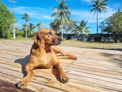 a brown dog laying on a wooden deck at Hostal nido tortuga in San Antero