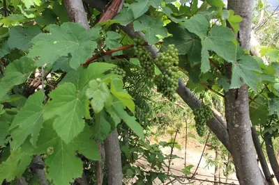 a bunch of green grapes hanging from a tree at Casa Grulla in Santa Marta
