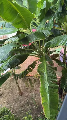 a banana tree with large green leaves in a field at Casa finca platanales in Cartagena de Indias