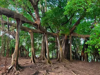 Gallery image of Hospedaje Mar Adentro in Isla Fuerte