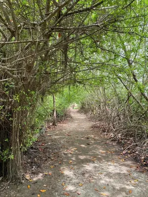 a path through a forest with trees over it at CARPE DIEM oceanfront cabin private beach in San Bernardo del Viento