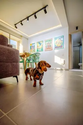 a small brown dog standing in a living room at Aguita de coco in Cartagena de Indias