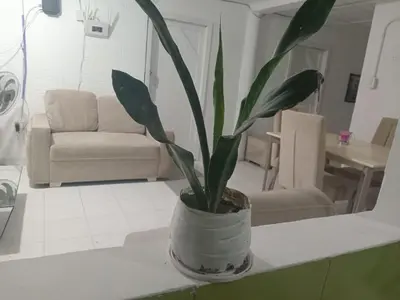 a potted plant sitting on a counter in a living room at shanty guest hostal in Cartagena de Indias