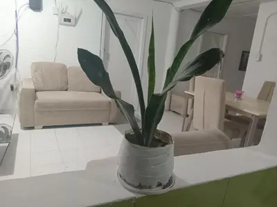 Gallery image of Shánty guest house in Cartagena de Indias