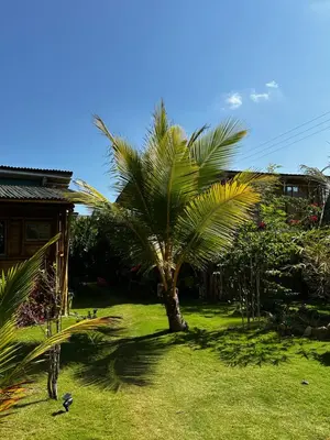 a palm tree in a yard next to a house at Guacamaya Kite Lodges in Salina de Rey