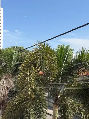 a cat is standing next to a palm tree at Edificio cerca a la playa in Cartagena de Indias