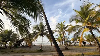 a group of palm trees on a beach with the ocean at Cabaña de playa 6 personas con cocina y kiosko privado in Moñitos
