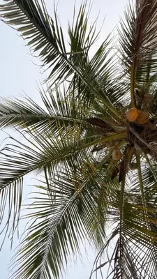 a palm tree with some fruit on it at Aira Hotel in Coveñas